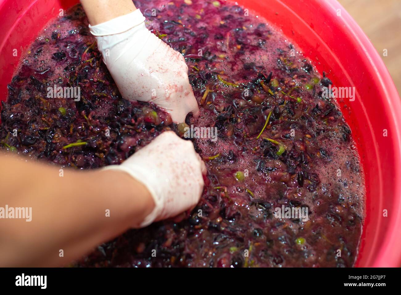 Fare il vino. Donna mani rughe grappoli di uva in un bacino. Polpa di bacche succosa, fuoco selettivo. Foto Stock