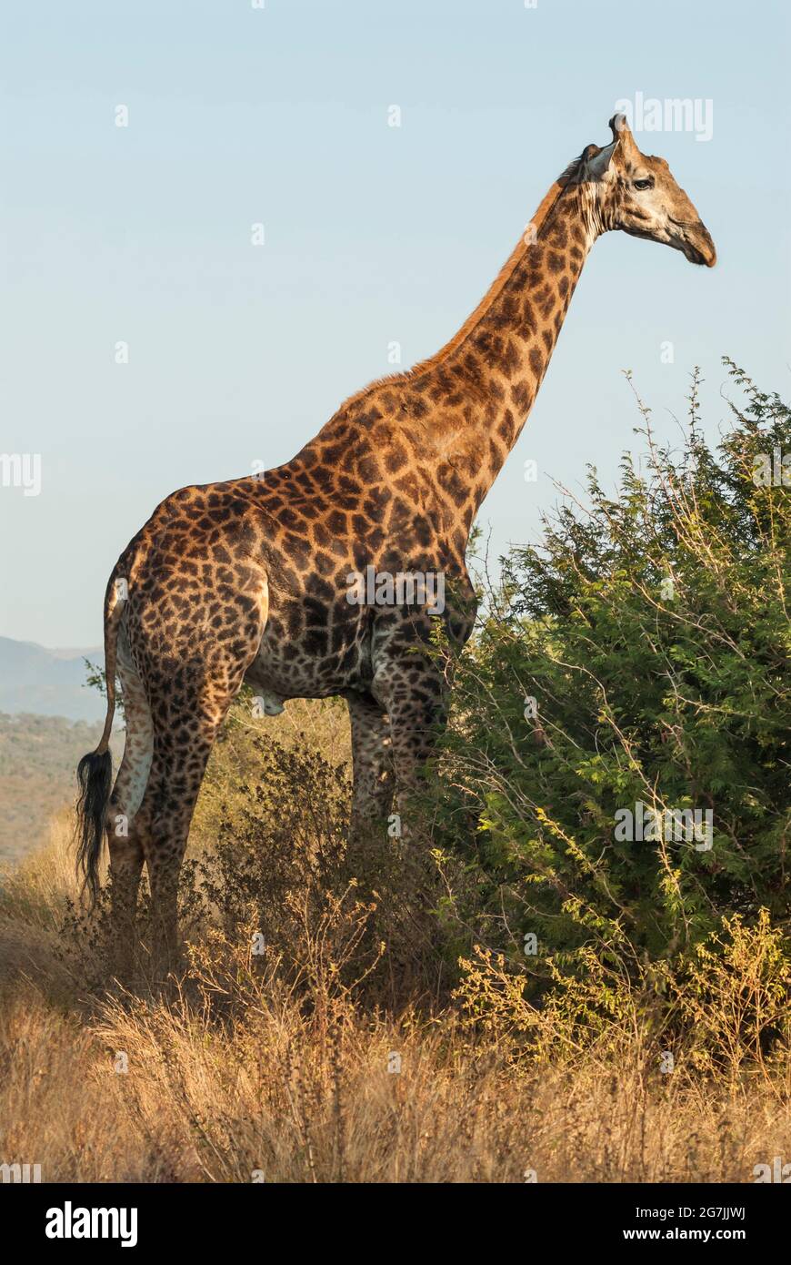 Jiraffa, Giraffa camelopardalis, in ambiente Savannah Africano, Parco Nazionale Kruger, Sudafrica. Foto Stock