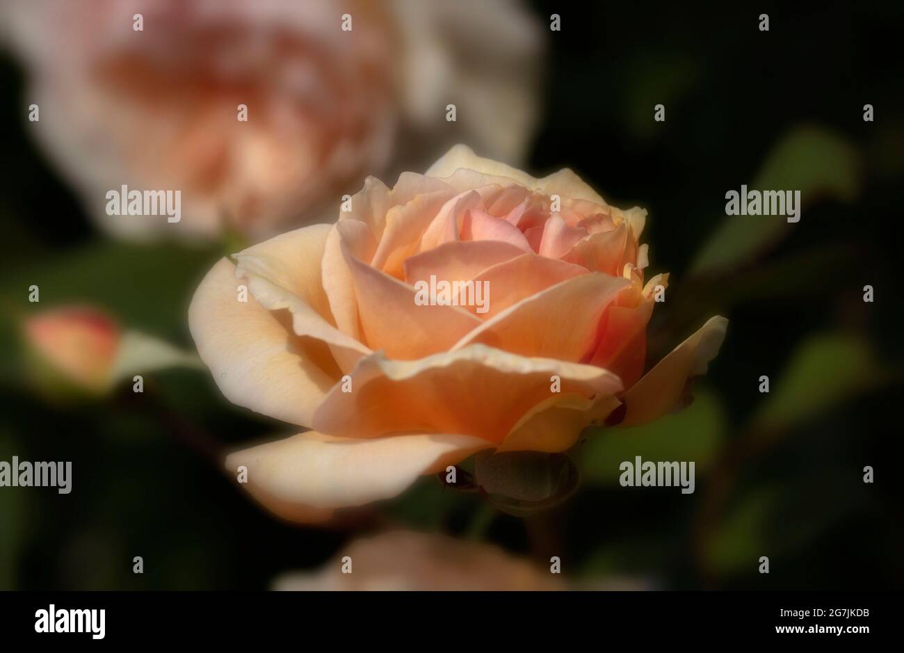 Romantic Rosa A Shropshire Lad = ‘Ausled’, Rose - UN Lad Shropshire, Rosa ‘Ausled’ delicatamente fiorente Foto Stock