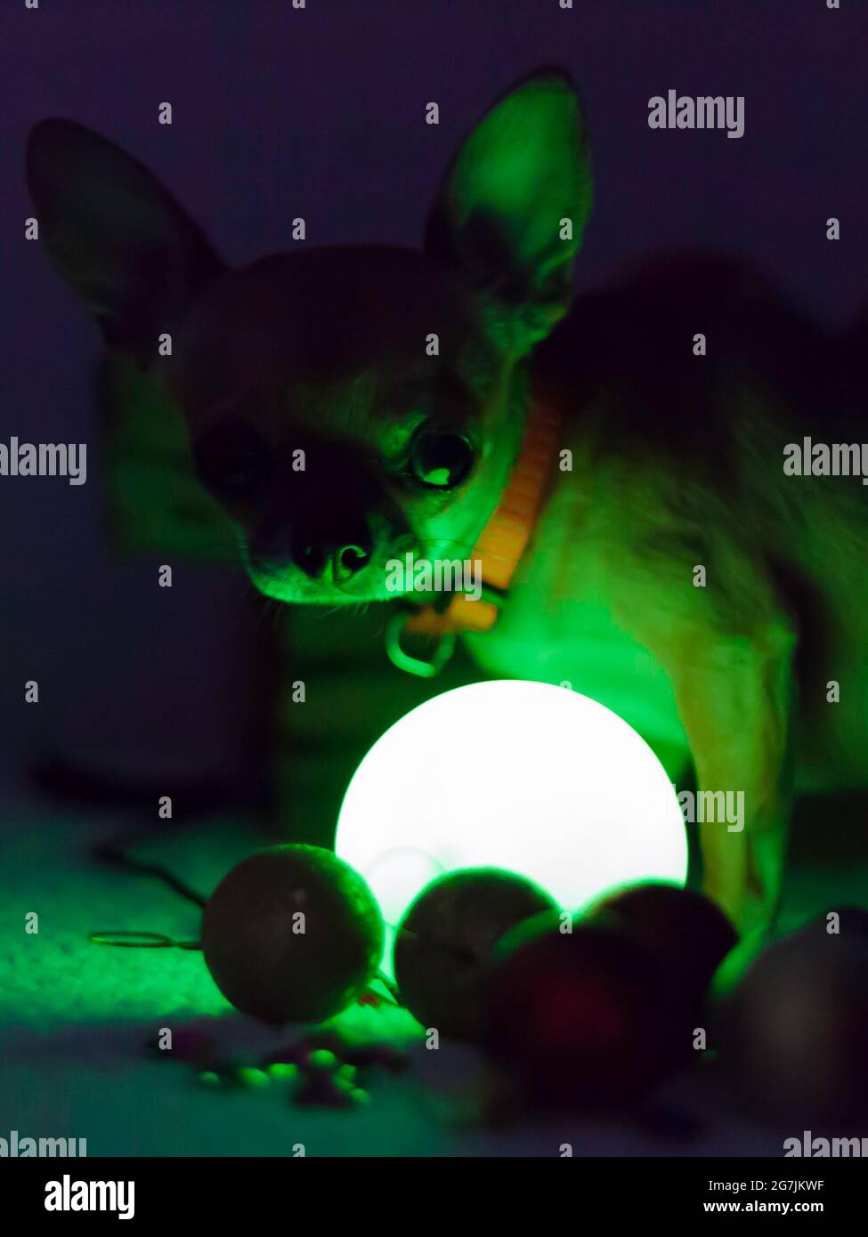 Chihuahua su sfondo verde scuro, sguardo di curiosità, sorpresa, anima immaginaria Foto Stock