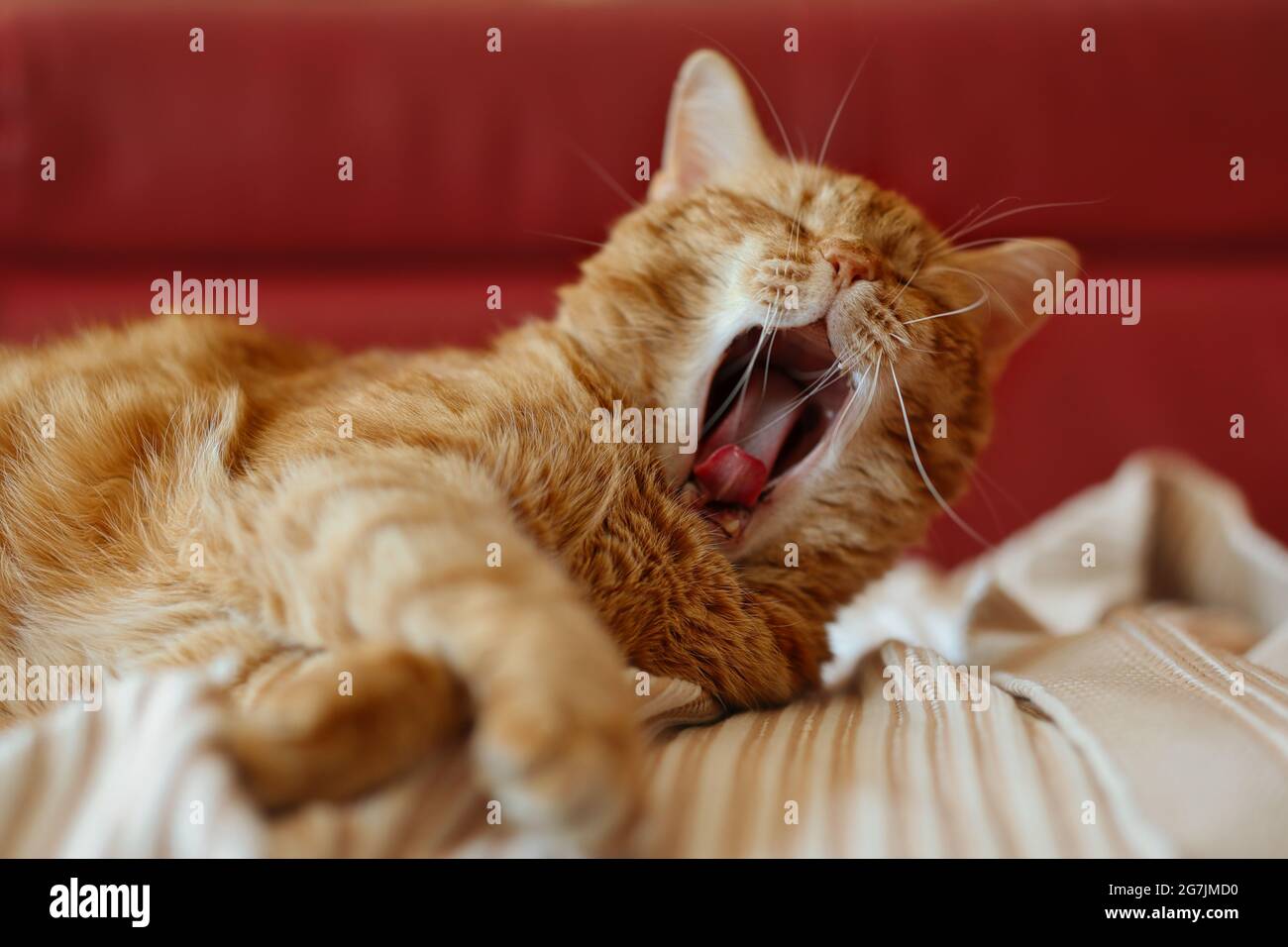Ginger Tabby Cat Yawning sul divano. Sleepy Orange Cat al chiuso. Animale domestico rosso stanco sul lettino. Foto Stock