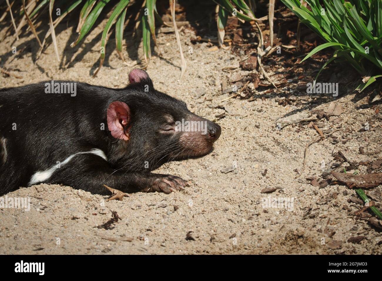 Dormire diavolo della Tasmania nel giardino zoologico. Sarcophilus Harrisii si trova sul terreno nello zoo. Foto Stock