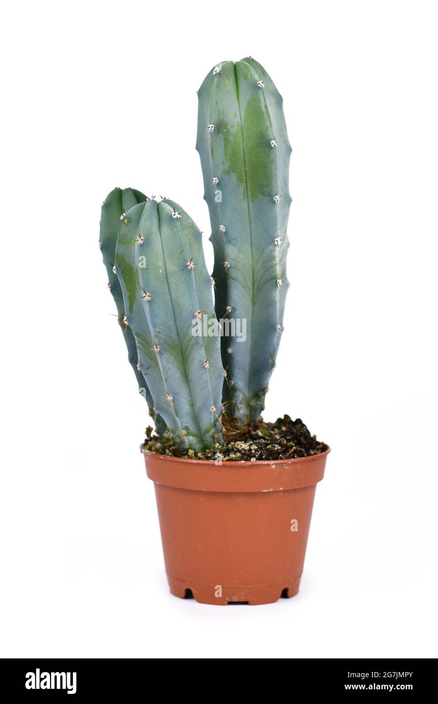 Pianta di casa di Cereus Cactus bluastro in vaso di fiori isolato su sfondo bianco Foto Stock