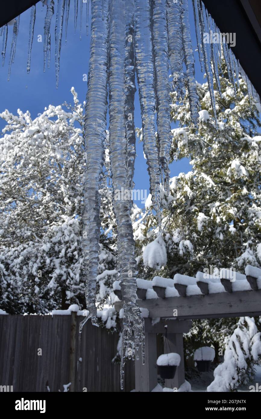 Colpo di closeup della formazione di icicle dal tetto con gocce d'acqua che cadono mentre la temperatura diventa più calda durante l'inverno. Foto Stock