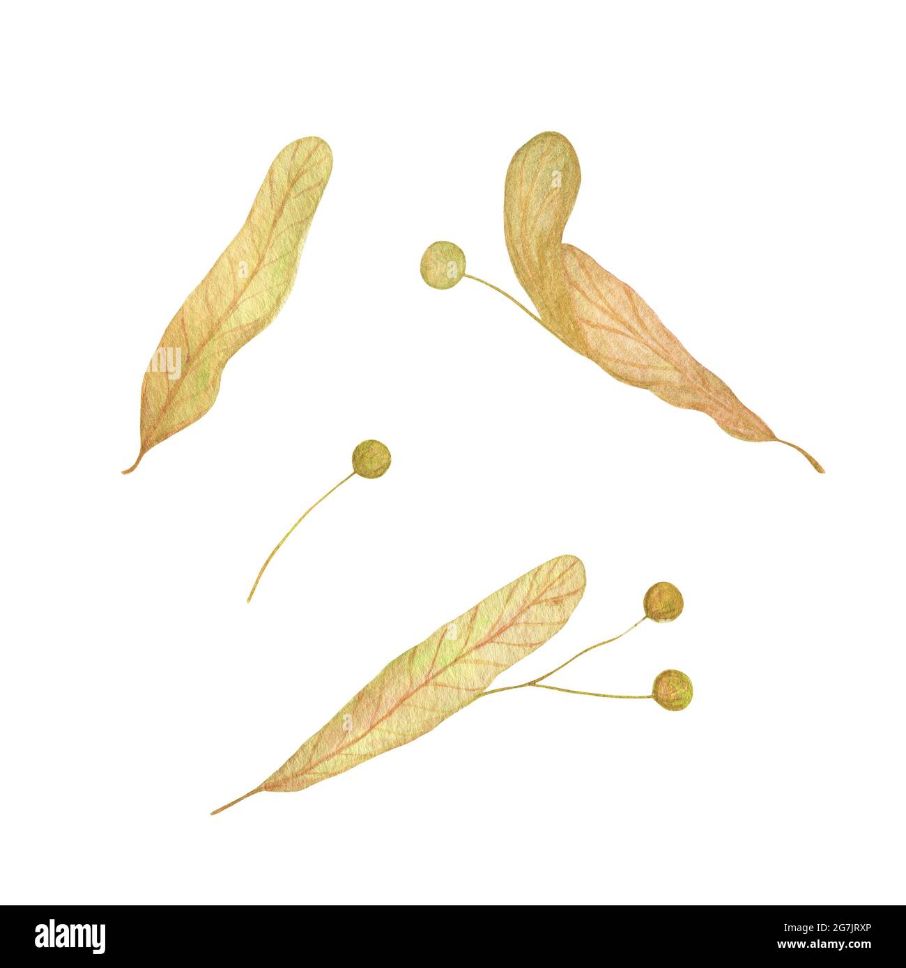 Linden semi di alberi, miele pianta acquerello disegno a mano illustrazione floreale, fogliame, elemento verde per il disegno, decorazione Foto Stock