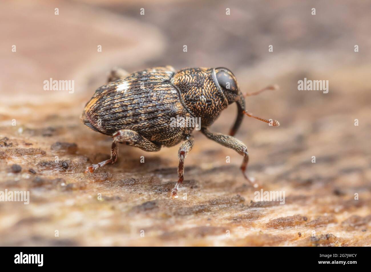 Vero Weevil (Lechriops oculatus) Foto Stock