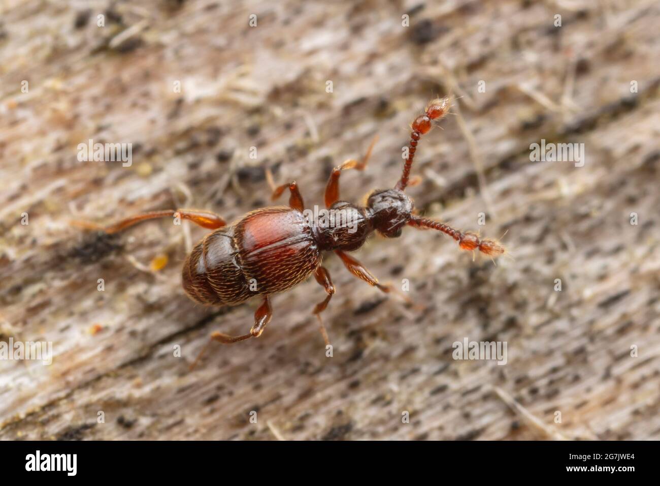 Beetle (Batrisodes lineaticollis) Foto Stock