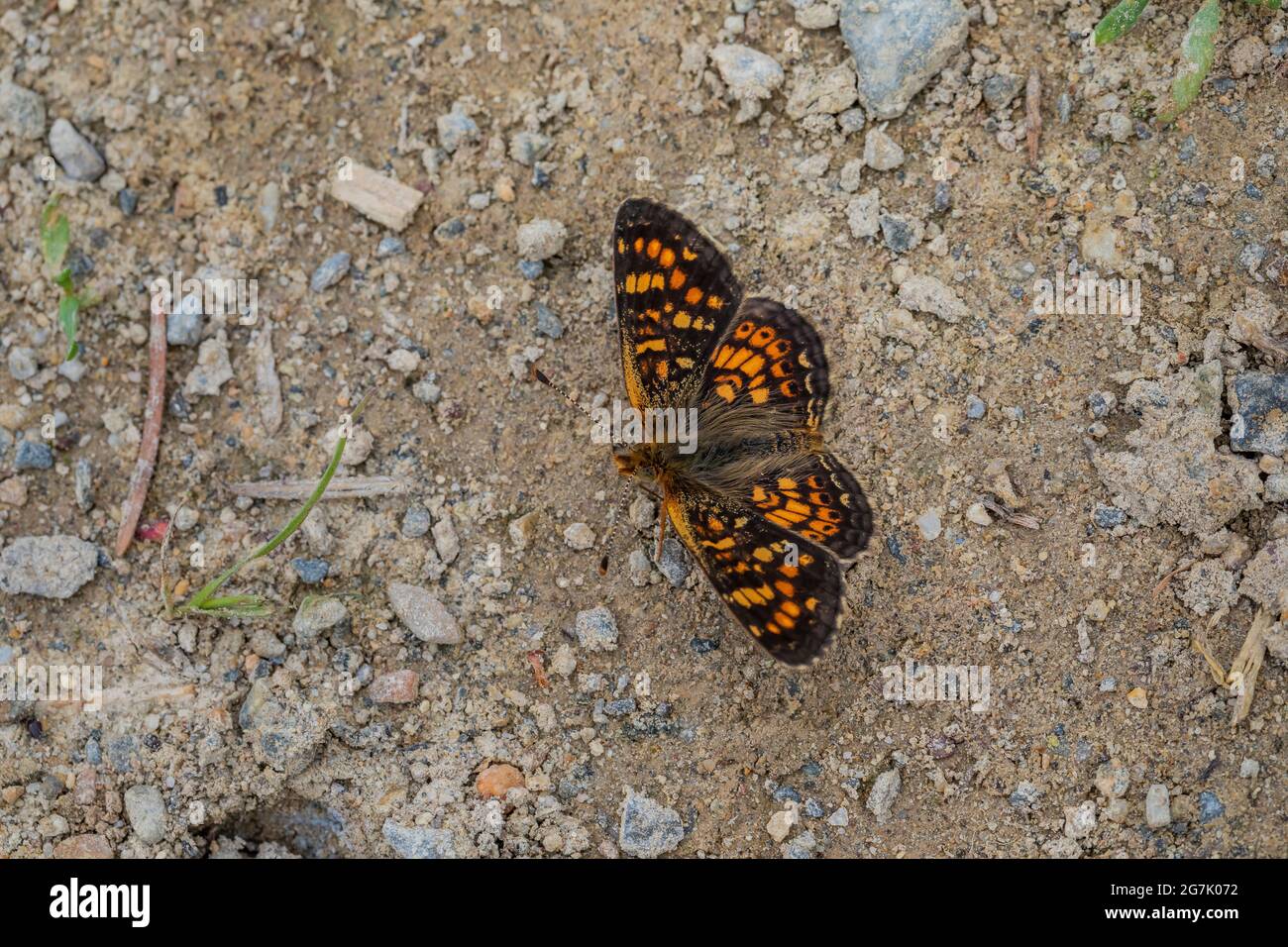 Pearl Crescent, Phyciodes tharos, farfalla pudddling in un prato alto nelle montagne di Garnet, Montana, Stati Uniti Foto Stock