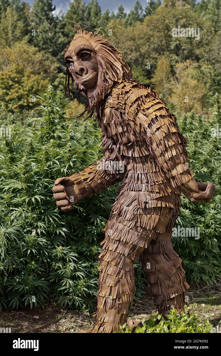 Bigfoot che passa attraverso il campo di canapa matura Lifter' Strain, Cannabis sativa, folklore del Nord America. Foto Stock