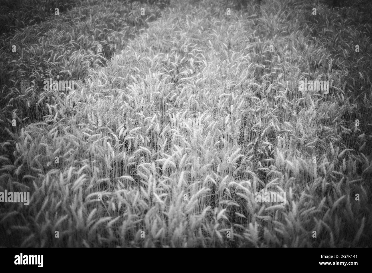 Scala di grigi colpo di grano di maturi nel campo di grano Foto Stock