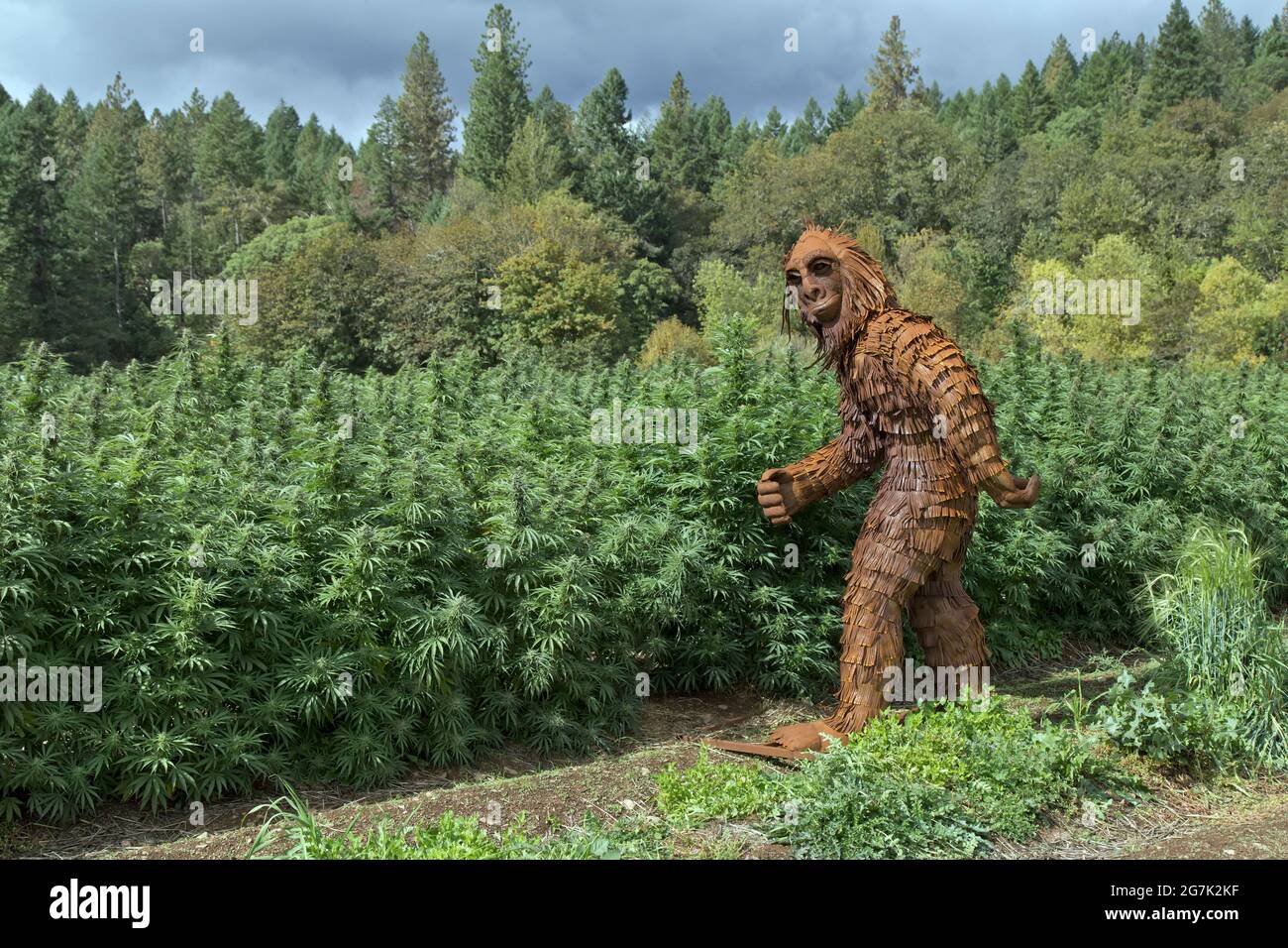 Bigfoot passando attraverso il ceppo di campo di canapa organica 'Lifter', Cannabis sativa, folklore nordamericano. Foto Stock