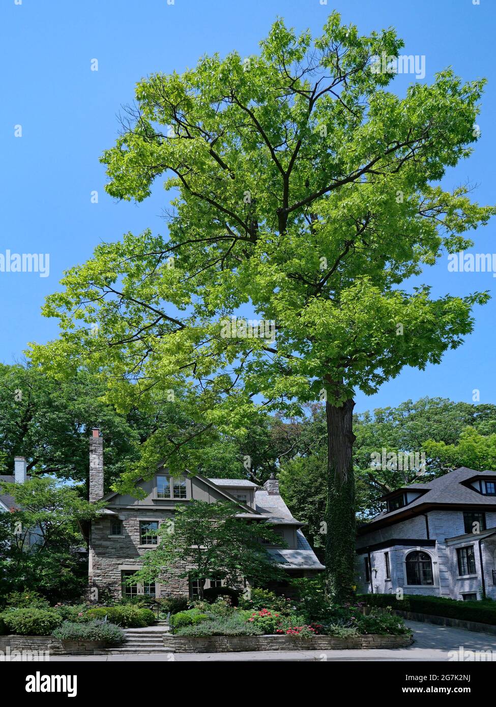 Strada residenziale con un albero di quercia molto alto Foto Stock