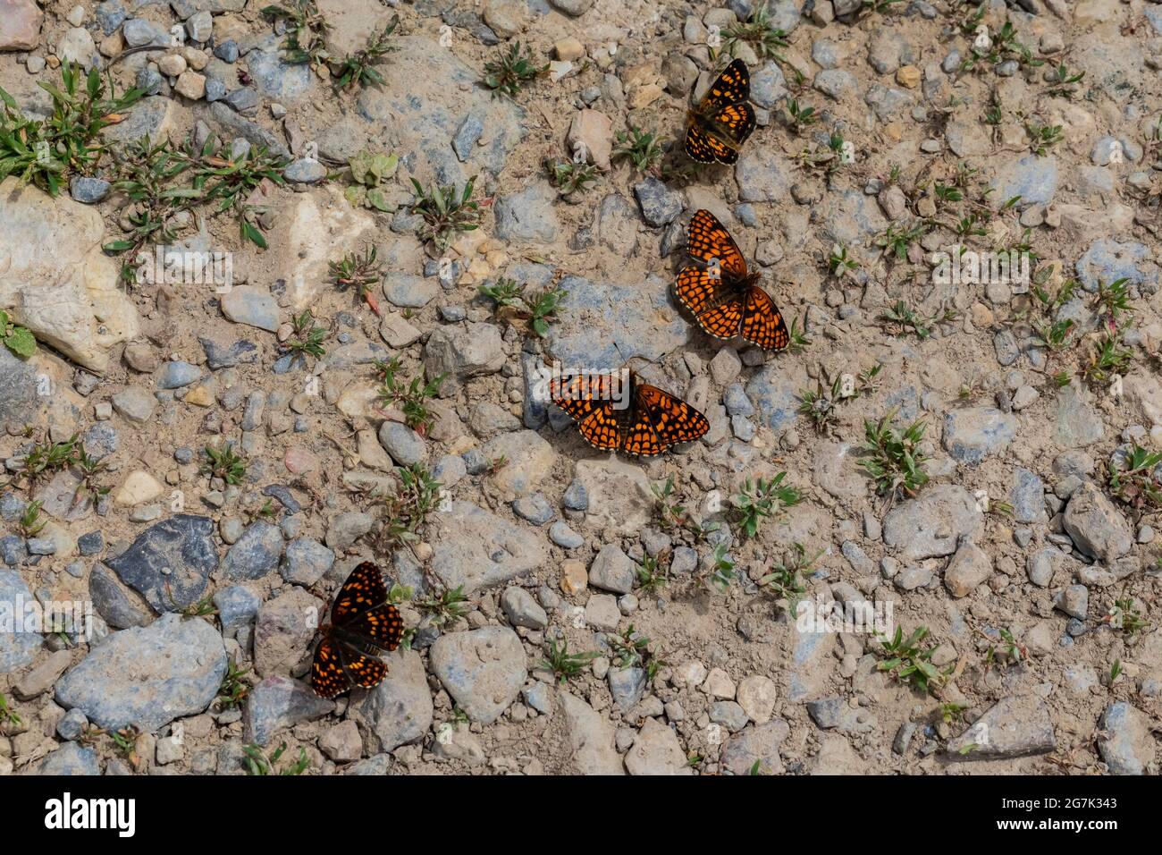 Farfalle a piedi a pennello sanguinosa nella catena Garnett, Montana, USA Foto Stock