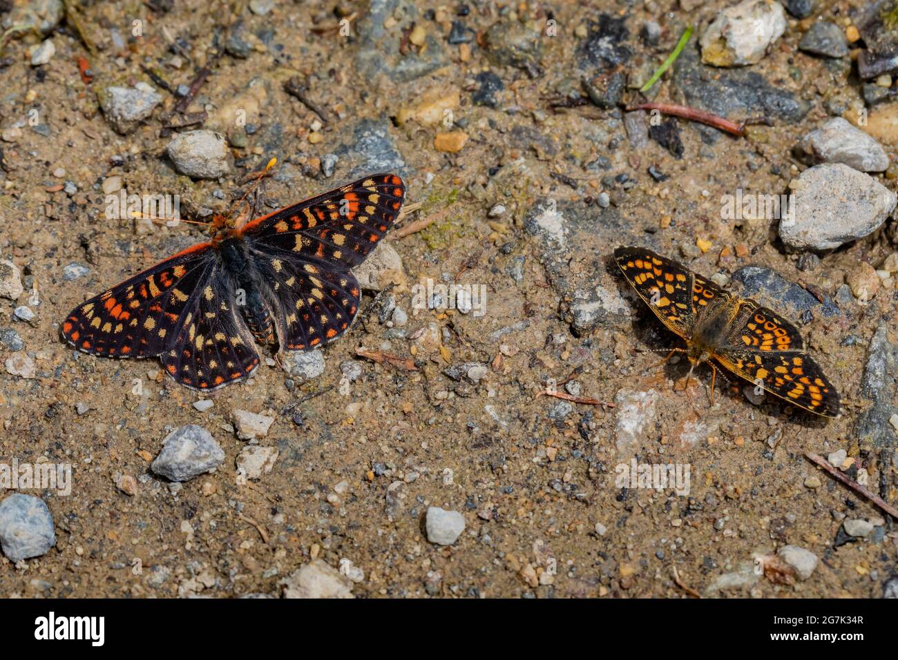Il Checkerspot di Edith, Euphydryas editha, (L) con un altro puddling di farfalla a piedi di pennello nella catena del Garnet, Montana, USA Foto Stock