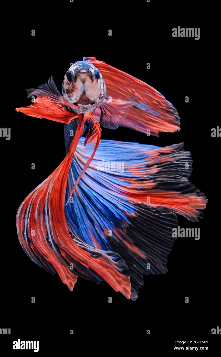 bella betta pesce Foto Stock