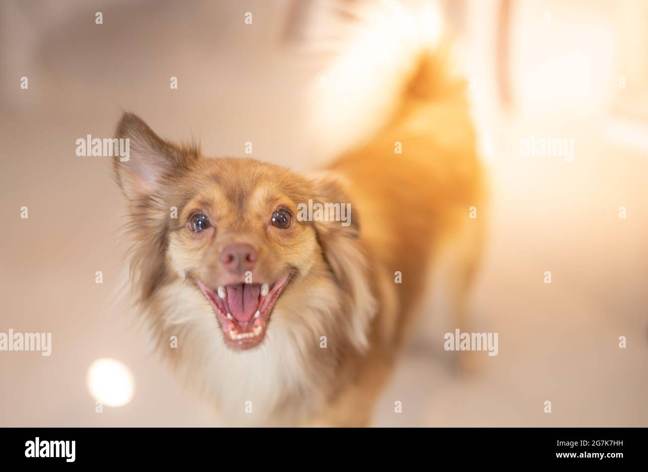 Chihuahua lungo cane marrone capelli guardando la macchina fotografica per scattare foto, cute Chihuahua cane e amichevole con il loro proprietario. Foto Stock