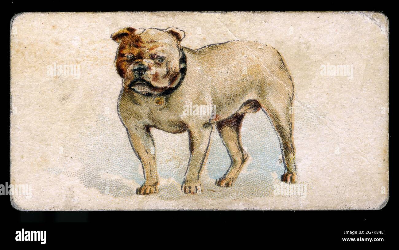 La scheda di inserto da collezione raffigurante un bulldog è stata inclusa nel pacchetto di sigarette all'inizio del 1900. Foto Stock