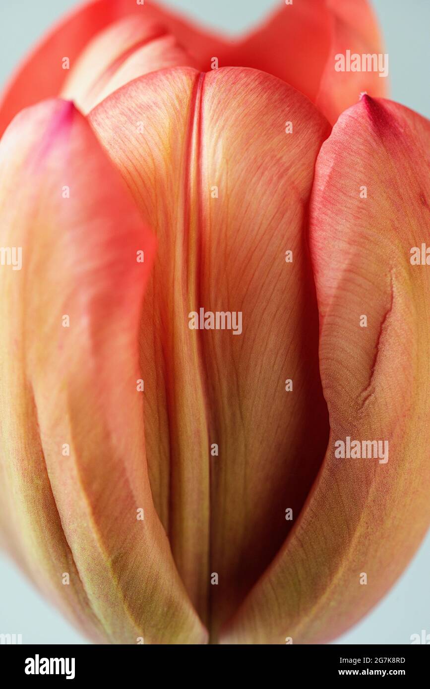 Un estremo primo piano di un tulipano. Foto Stock