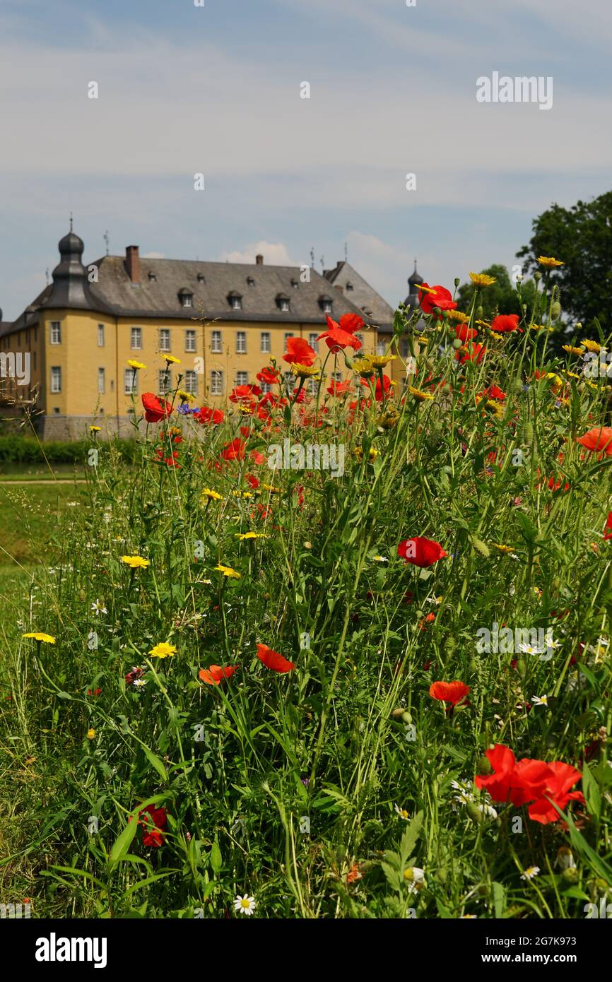 Campo di papaveri rossi con lo Schloss / castello Dyck, Juechen, Germania i Foto Stock