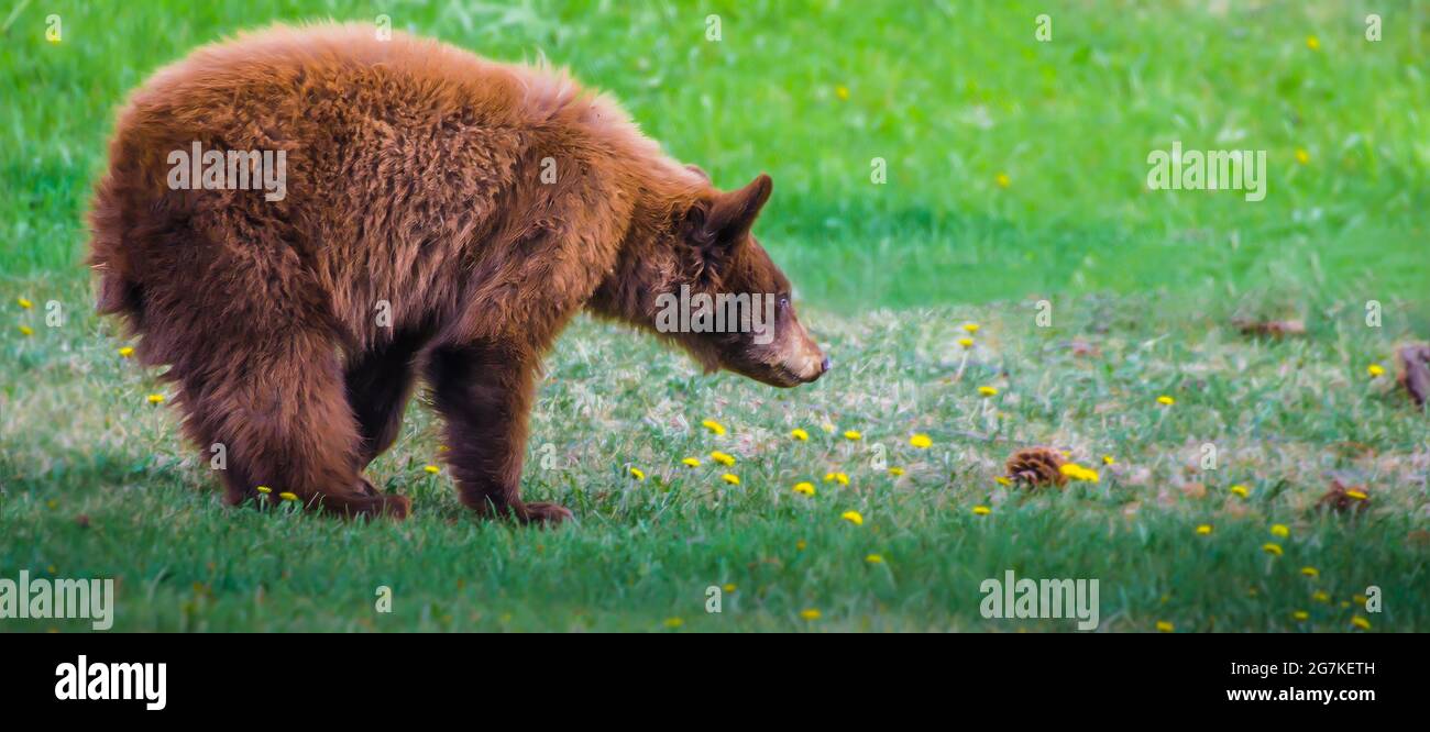Cinnamon colore marrone Bear Cub sniffing il dente di leone Foto Stock