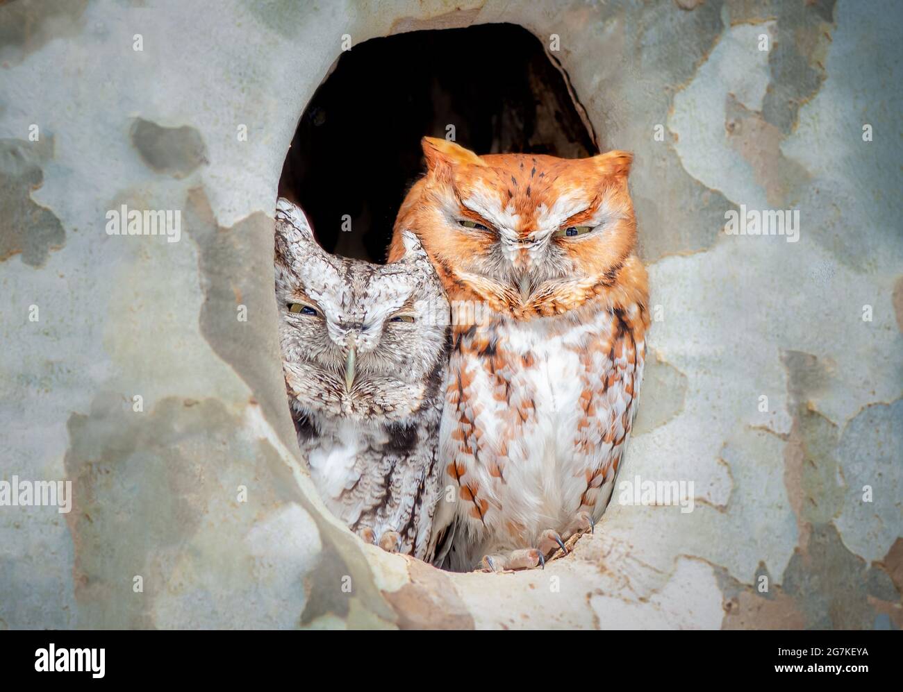 Un gufo grigio e un morfo rosso orientale Screech Owl serpente e prendere un pisolino in una cavità di albero è tale vista da vedere. Apparentemente i loro bambini escono Foto Stock