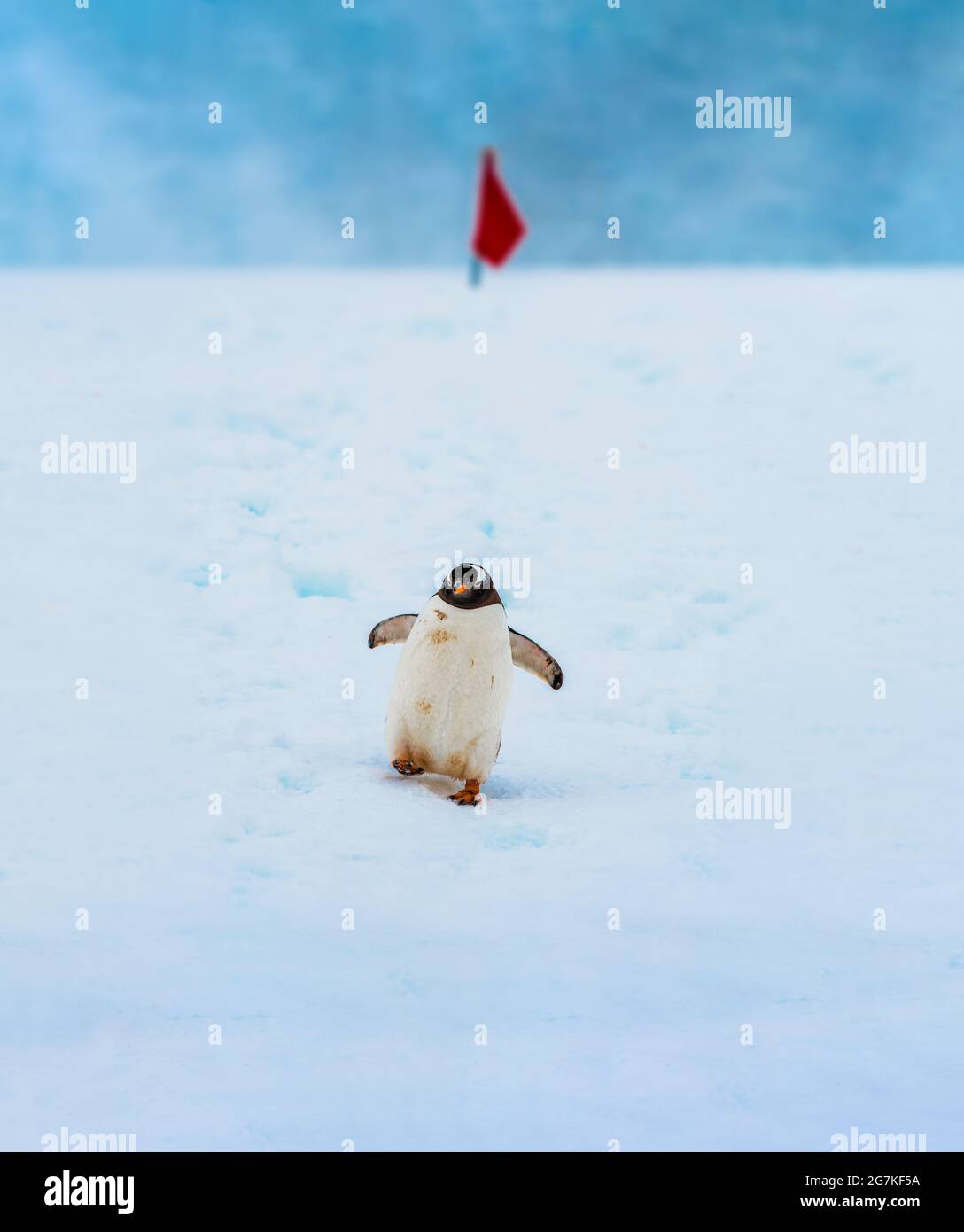 Pinguino Gentoo nativo di isole sub-antartiche dove temperature fredde consentono condizioni ideali di allevamento, foraggio e nidificazione. Foto Stock