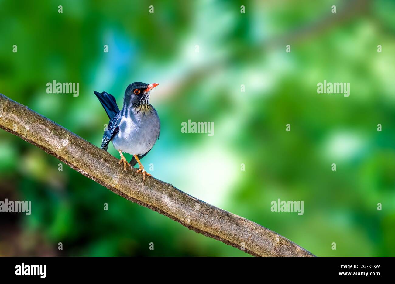 Red Legged Thrush cospicua specie di terra-dimora che si verifica in una grande varietà di habitat, da pennello e giardini a fitti boschi Foto Stock