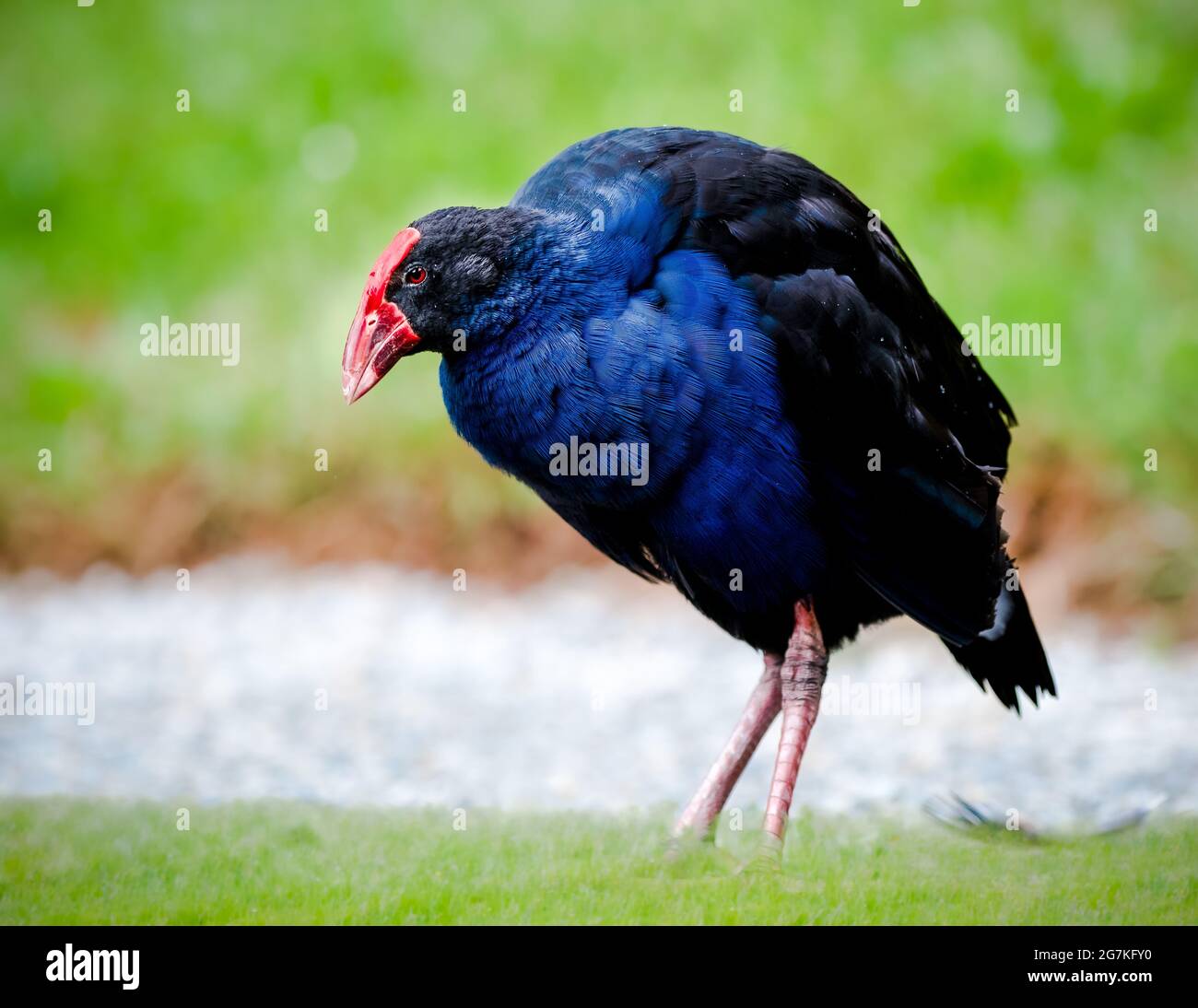 Pukeko o New Zealand Swamp Hen è un membro della famiglia ferroviaria Foto Stock