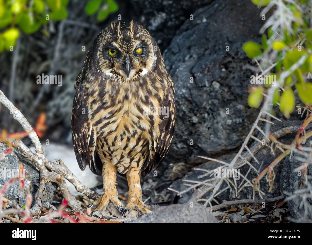 Galapagos gufo corto allevato uno degli uccelli più sfuggenti da avvistare alle isole galapagos Foto Stock