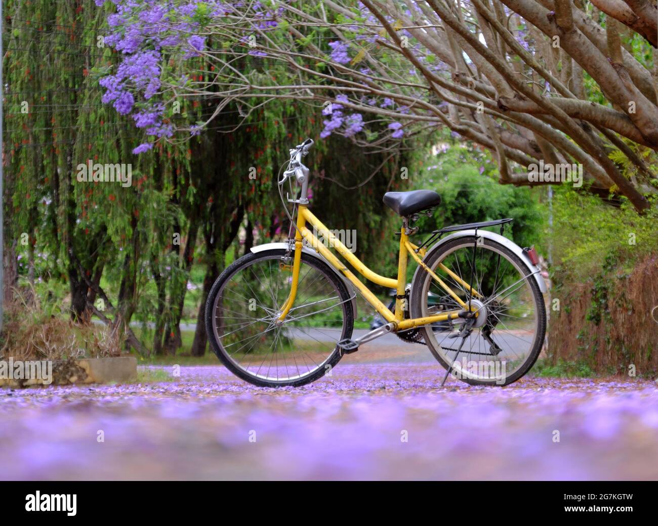 Bellissimo paesaggio a da Lat città, Vietnam in primavera, violetto fiore phoenix caduta su strada, parco ciclabile giallo solo sulla strada sotto l'albero fiammeggiante Foto Stock