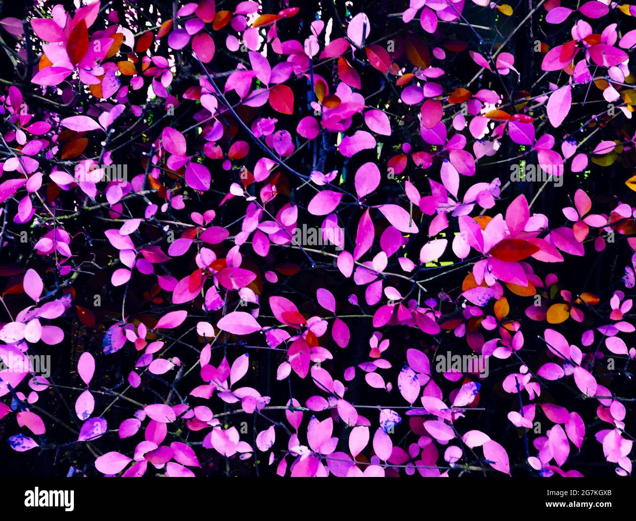 carta da parati in tegola kaleidoscopic Foto Stock