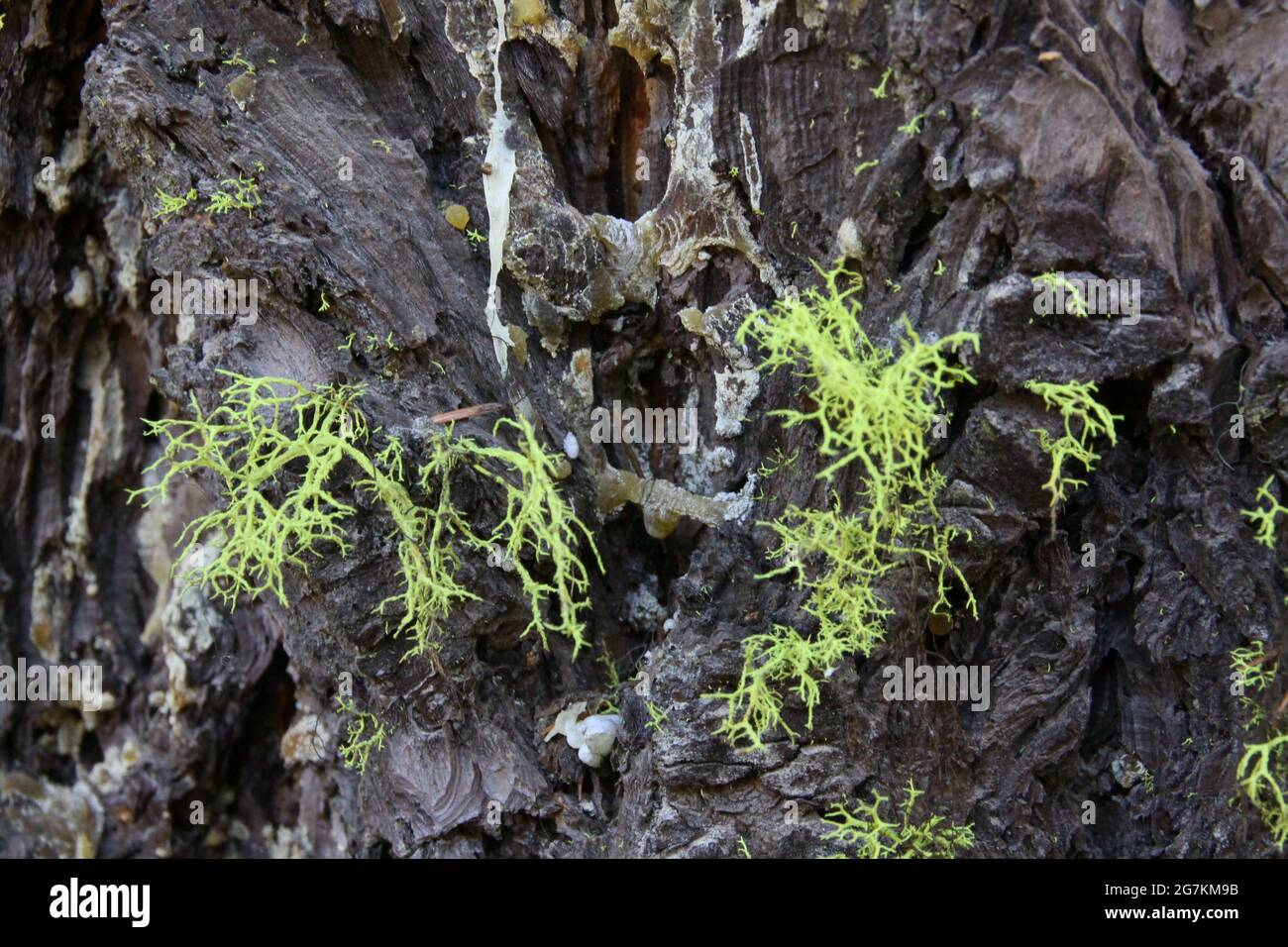 Closeup di lichen lupo su corteccia di albero Foto Stock