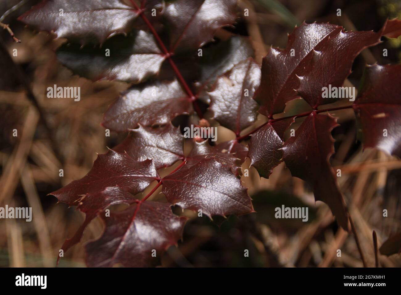 Primo piano di foglie rosse di mahonia dell'Oregon Foto Stock