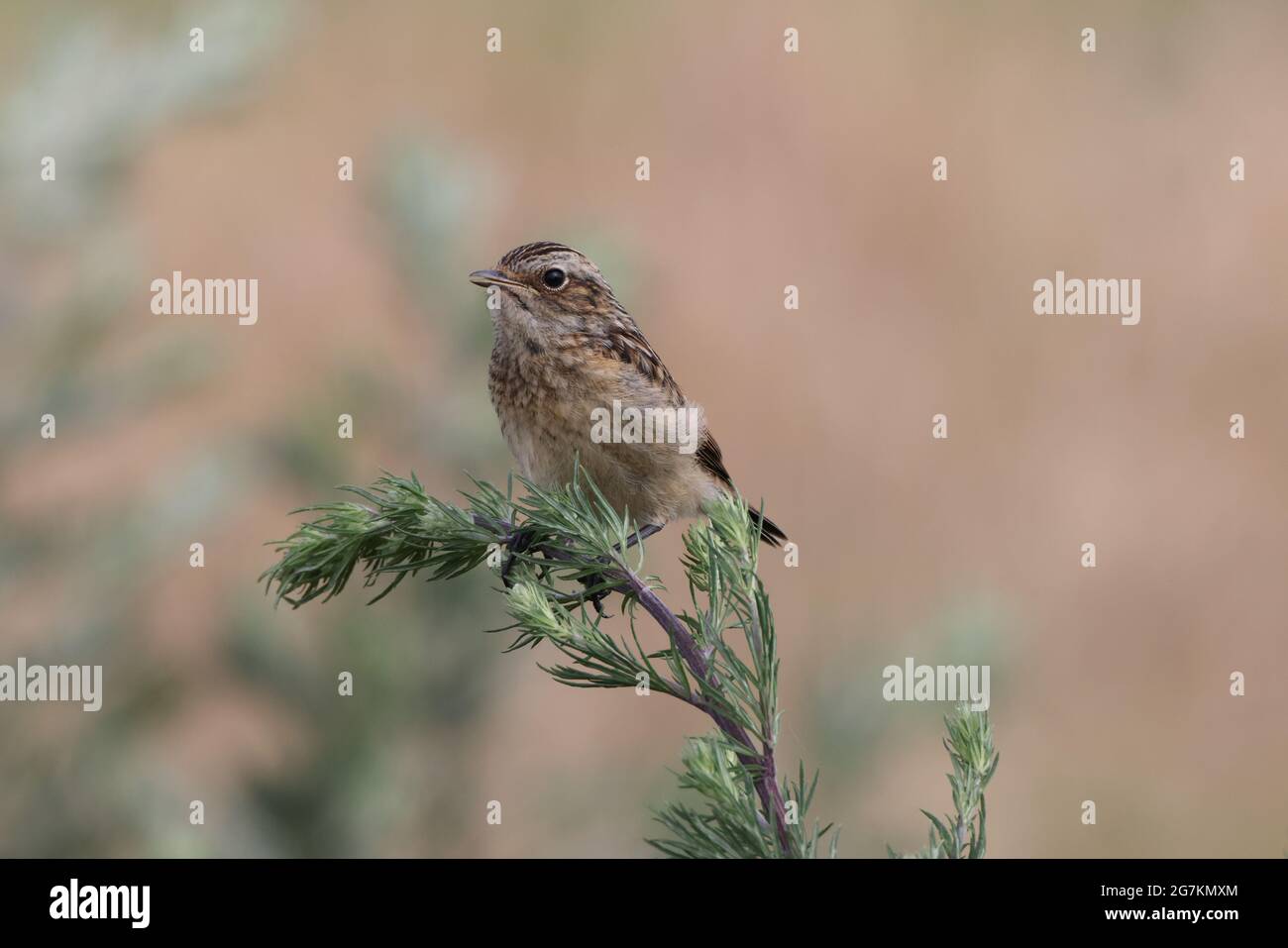 Giovane whinchat (Saxicola rubra) Foto Stock