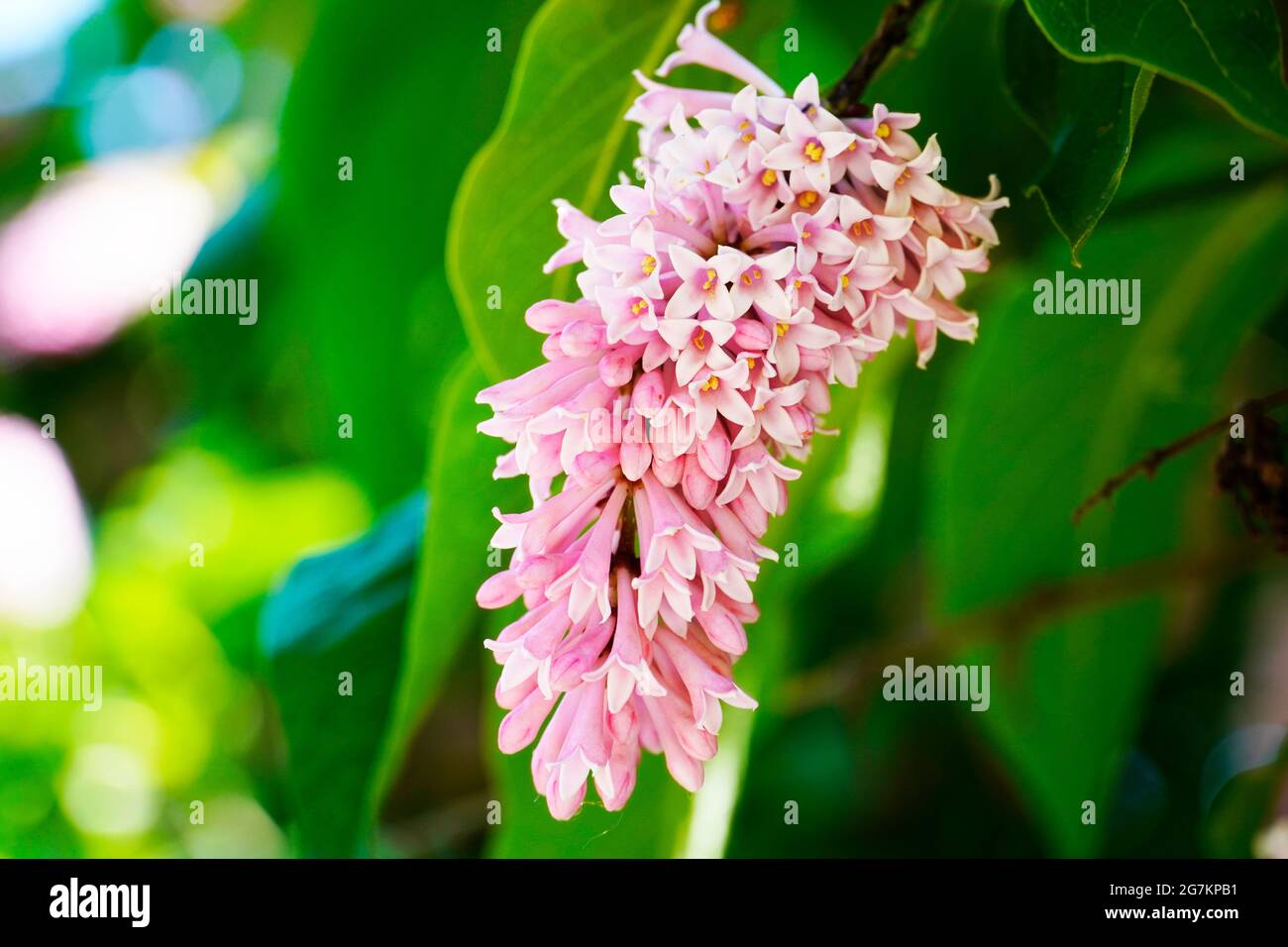 Lilla comune con fiori rosa. Primo piano della pianta. Foto Stock