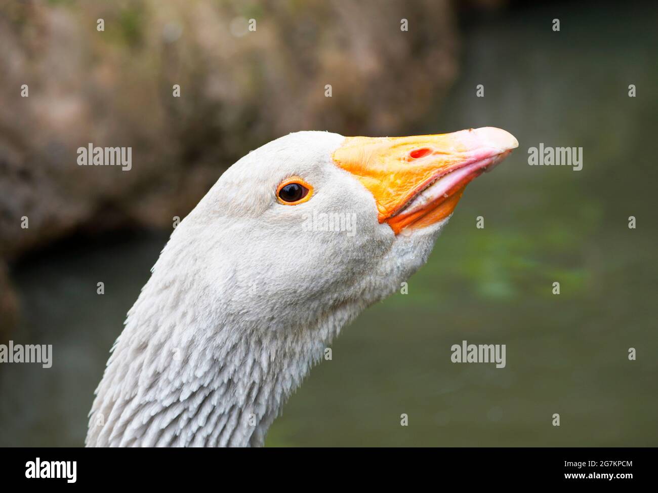 Ritratto laterale di un'oca grigia con becco d'arancia. Uccello in primo piano. Foto Stock