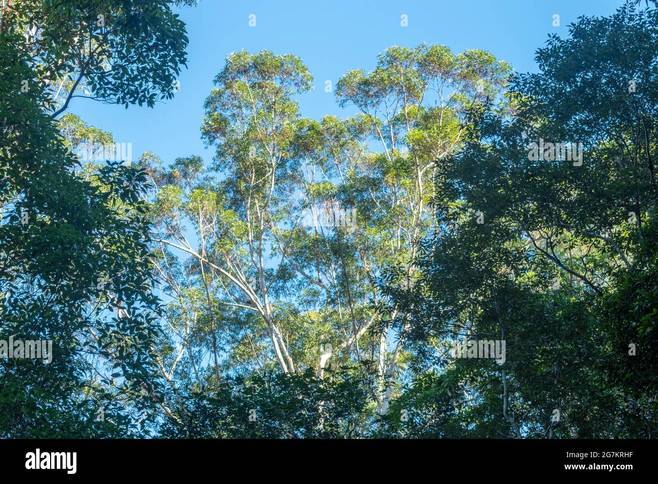 Vista ad angolo basso degli alberi nella macchia australiana contro il cielo blu Foto Stock