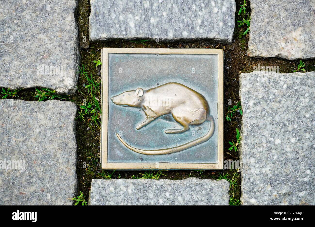 Ratto come simbolo della città di Hameln. Elemento metallico nel ciottolato. Foto Stock