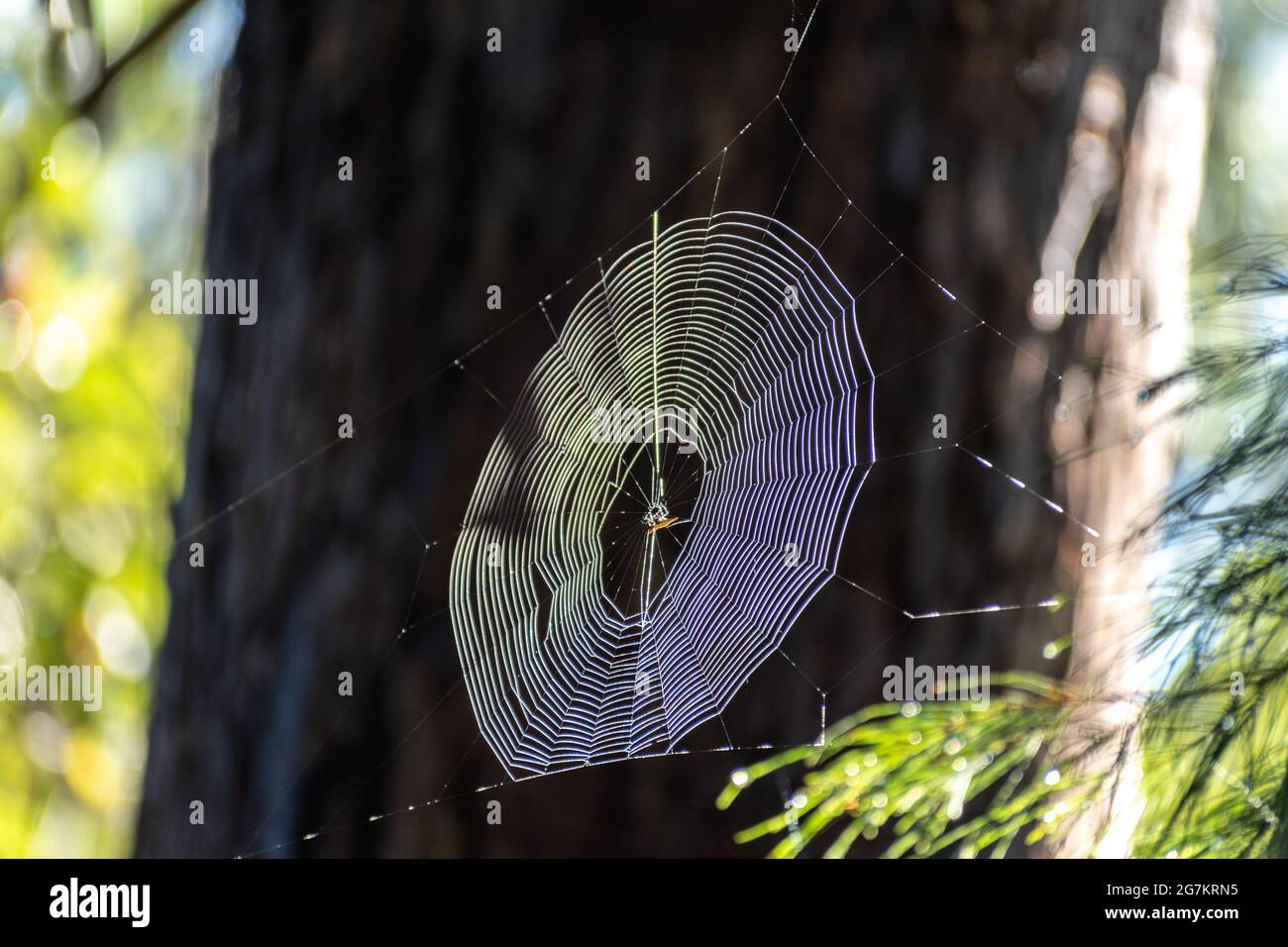 La luce del sole cattura un ragnatela accanto a un sentiero escursionistico a Bederim, Queensland, Australia Foto Stock