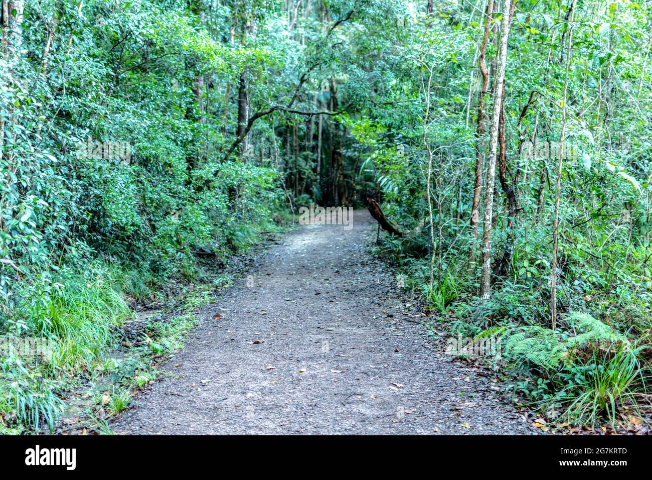 La funivia Buderim-Palmwoods Heritage Tramway è un sentiero pedonale costruito sul sito di una linea ferroviaria storica a Buderim, Queensland, Australia Foto Stock