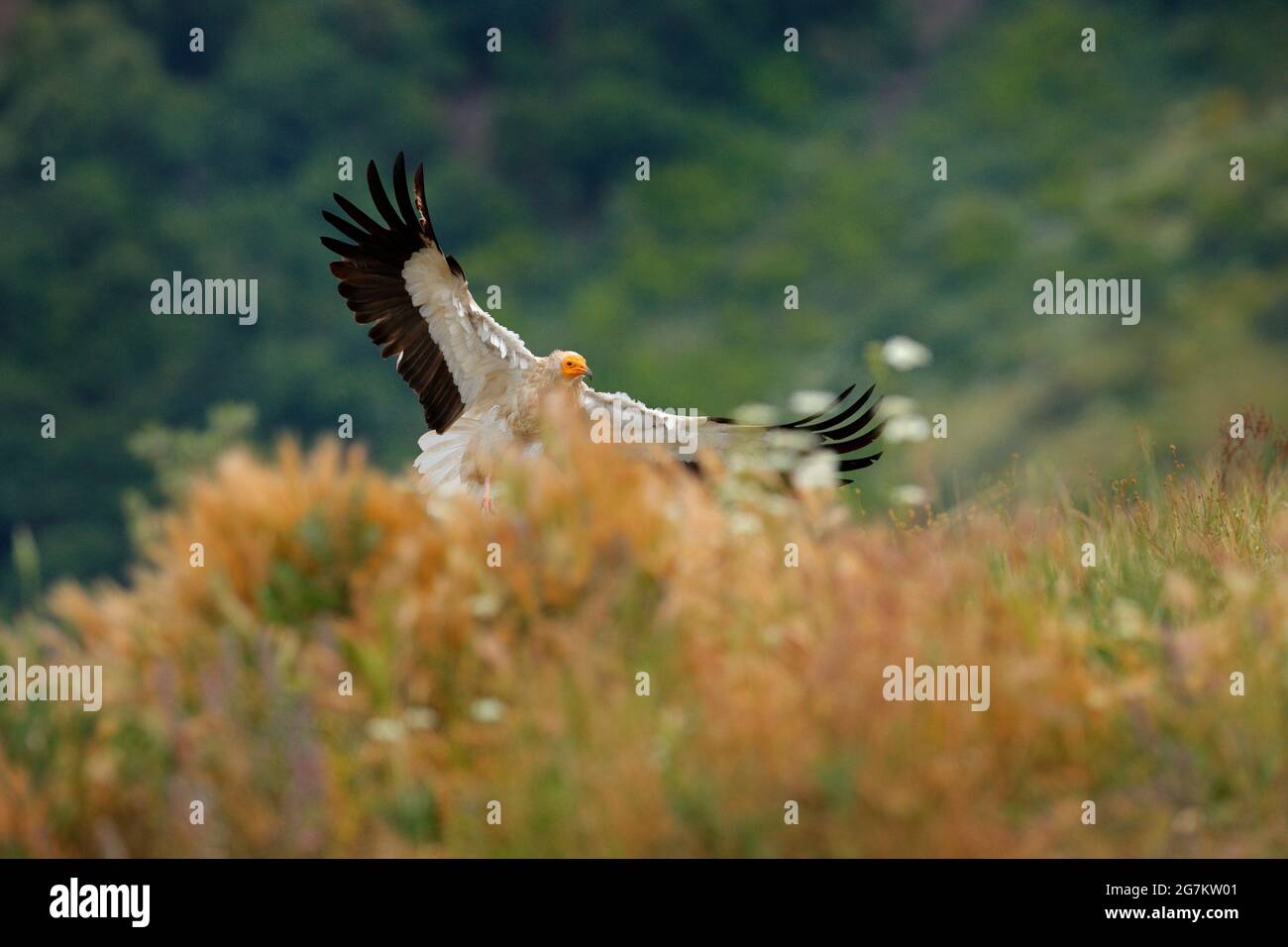 Avvoltoio egiziano, Neophron percnopterus, grande uccello di preda seduto sulla pietra in habitat naturale, Madzarovo, Bulgaria, Rodopi orientali. Avvoltoio bianco Foto Stock