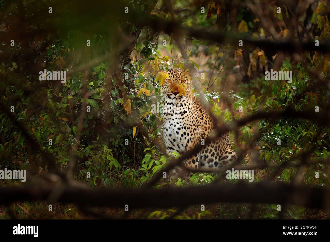 Leopardo in vegetazione verde. leopardo nascosto dello Sri Lanka, Panthera pardus kotiya, Grande gatto selvatico macchiato che giace sull'albero nell'habitat naturale, Yala nat Foto Stock