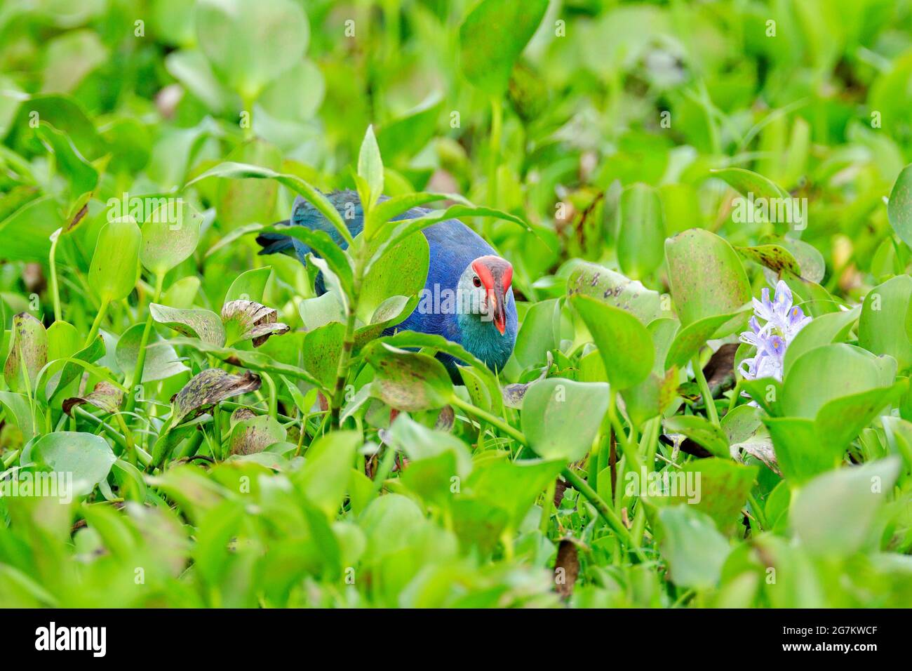 Porpora Swamphen, porphyrio porphyrio, nel verde natura habitat marcia in Sri Lanka. Raro uccello blu con testa rossa nell'erba d'acqua con fiore rosa Foto Stock