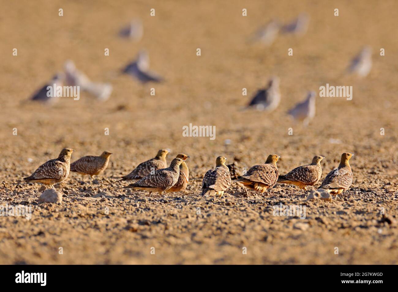 Namaqua sandgrouse, Pterocles namaqua, uccello della famiglia dei sandgrouse, di regioni aride dell'Africa sud-occidentale. Foto Stock