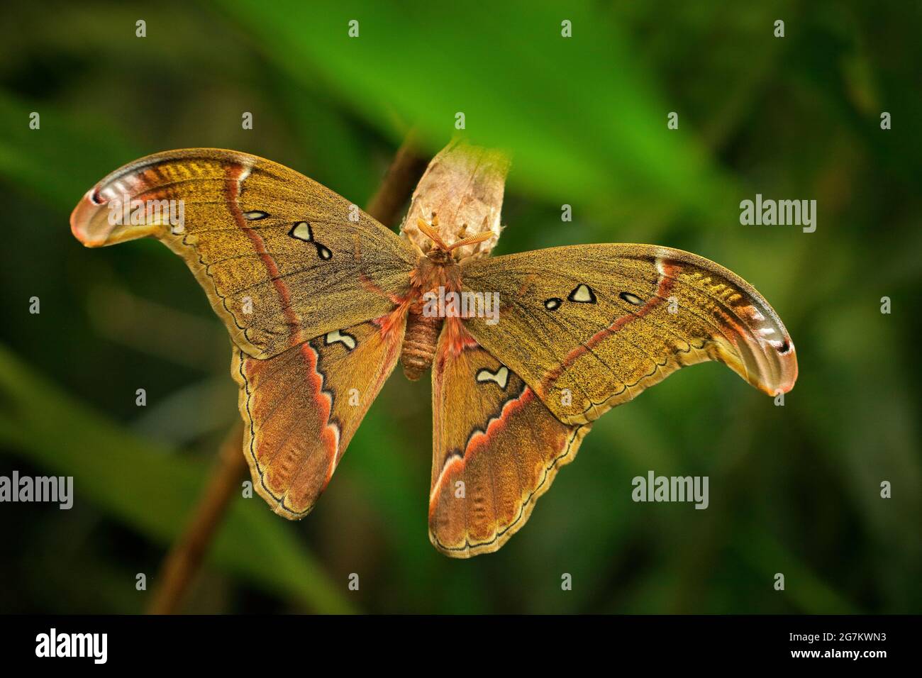 Attacus caesar, falena della famiglia Saturniidae, Filippine Sud. Farfalla che cova dal bozzolo in vegetazione verde. Comportamento della fauna selvatica in natura. Foto Stock