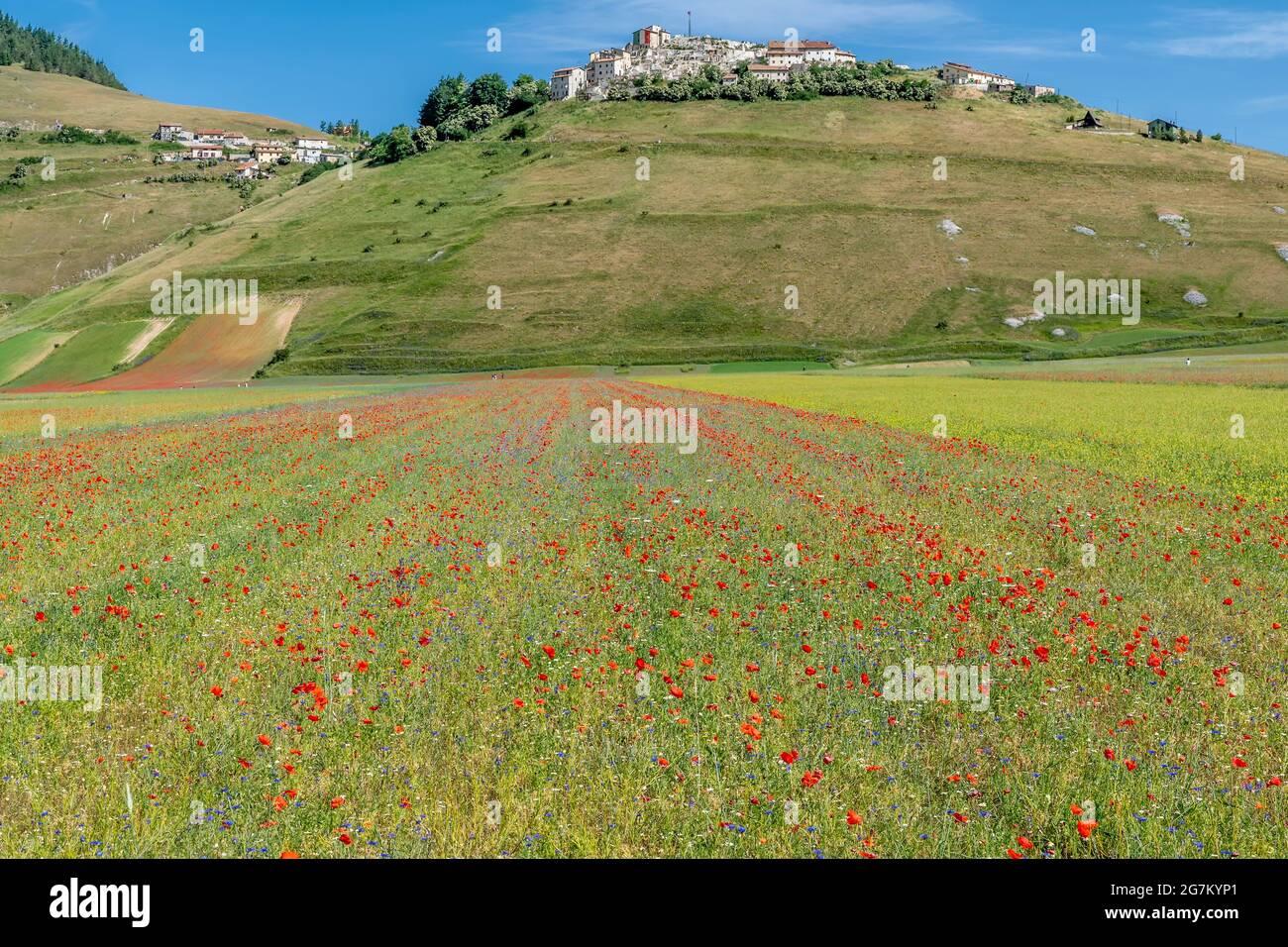 Ampi campi di papaveri fioriti nel Pian Grande di Castelluccio di Norcia,  in Italia, durante la stagione estiva Foto stock - Alamy