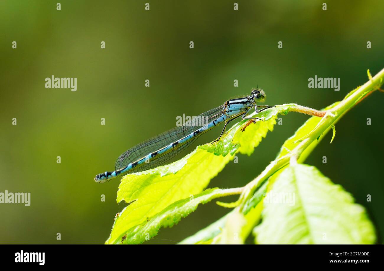 Virgin Dragonfly in primo piano su uno sfondo verde. Insetto di colore blu in un ambiente naturale. Foto Stock