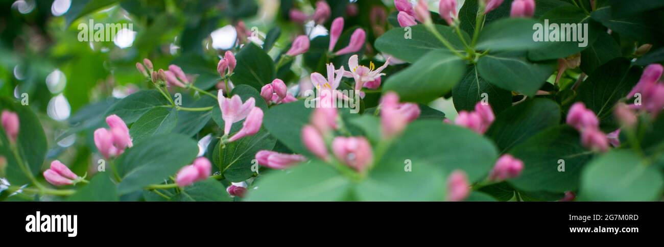 La Lonicera caprifolium, la woodbine, il latticello perfoliato o il perfoliato woodbine è una specie di piante perenni fiorite del genere Loni Foto Stock