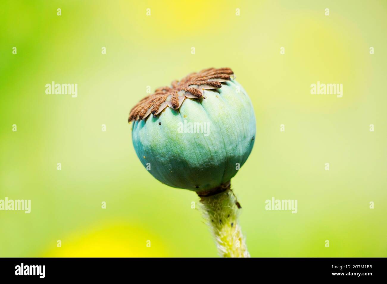 Capsula di papavero con semi senza petali. Pianta in primo piano dettagliato con uno sfondo verde. Foto Stock