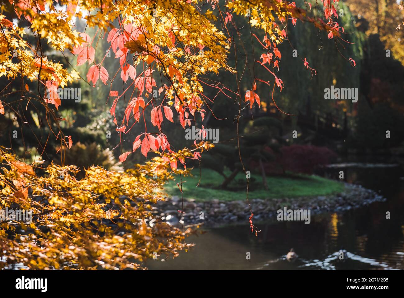 autunno oro lussureggiante fogliame in un giardino giapponese in un parco cittadino in una giornata di sole, foto orizzontale Foto Stock